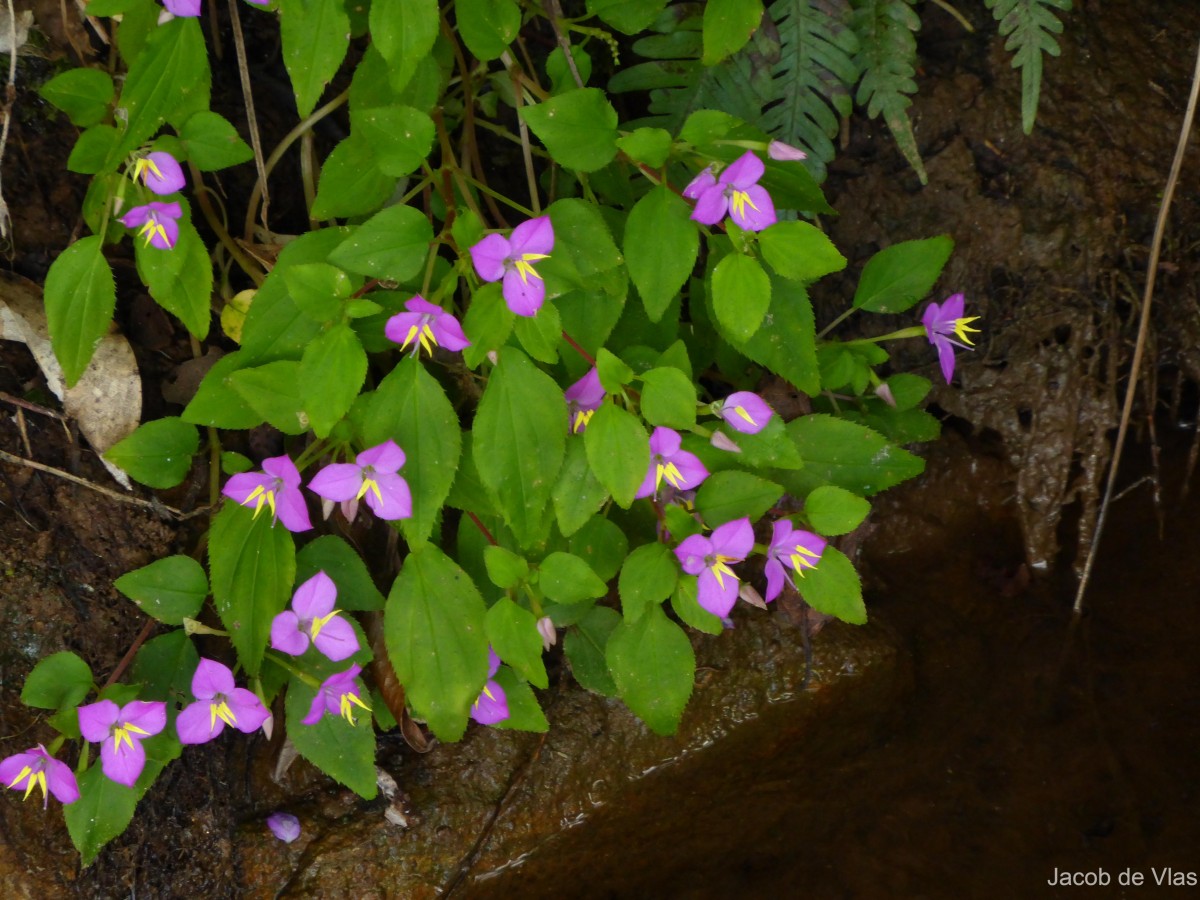 Sonerila glaberrima Arn.